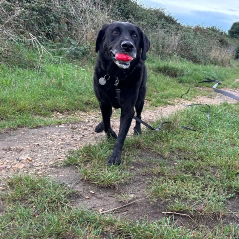 Dog Boarding makes for very happy dogs