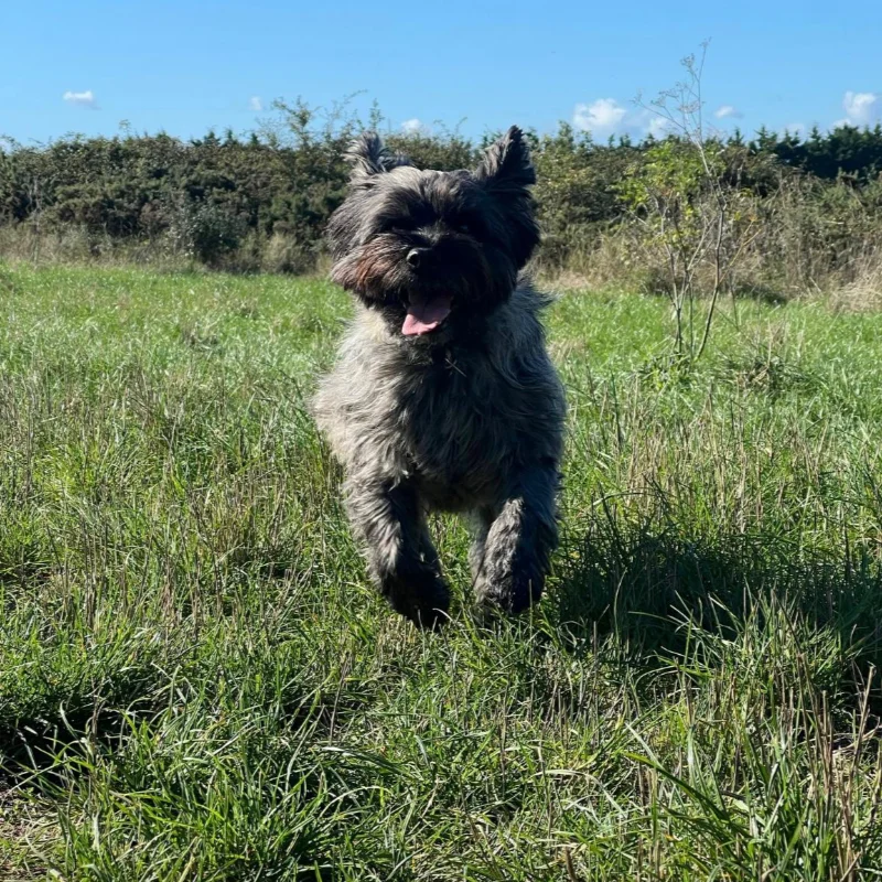 Terrier loving his dog walking experience