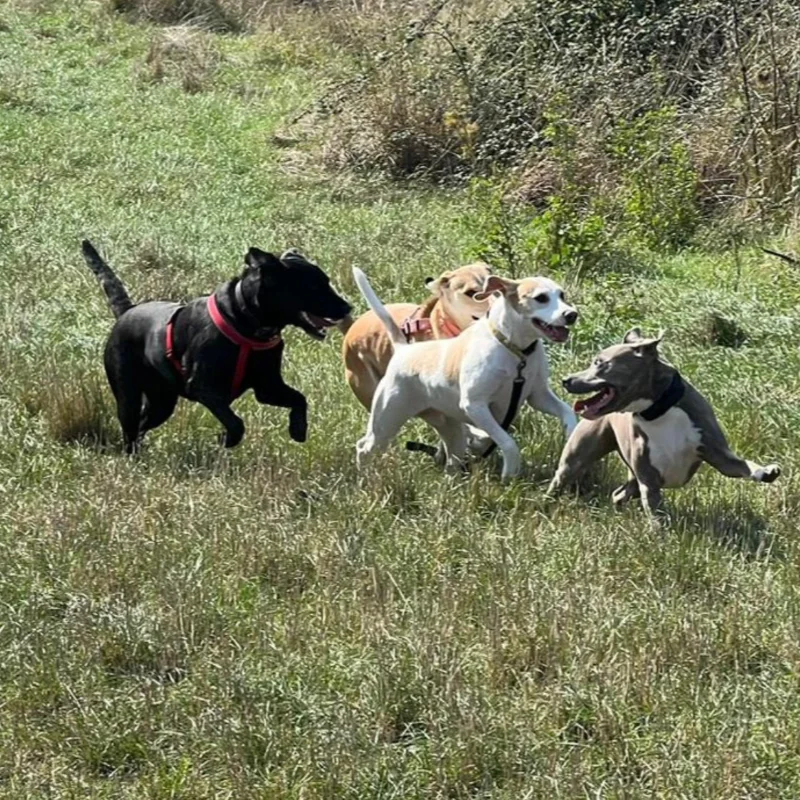 Our dogs enjoying Doggy Day Care